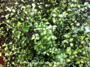 Pittosporum ten. 'Harley Botanica' - foliage